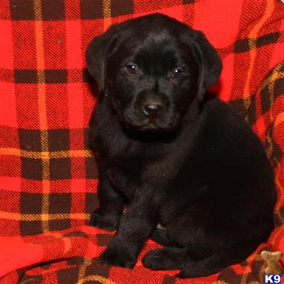 Labrador Retriever Puppies for Sale